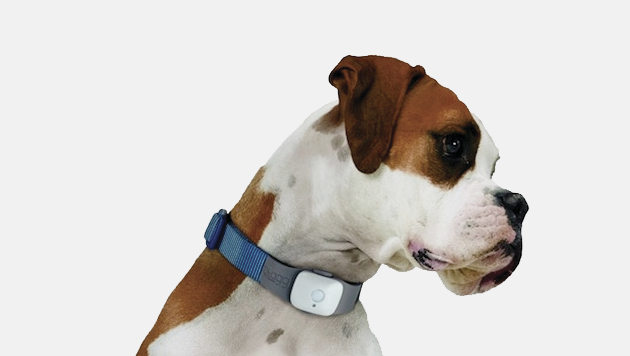 Correas para perros con GPS